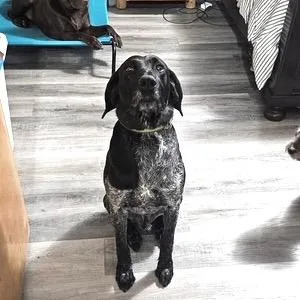 A senior large-sized male Black German Wirehaired Pointer dog named Brewski for adoption in Santa Rosa, CA