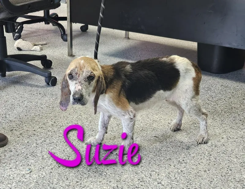 Suzie