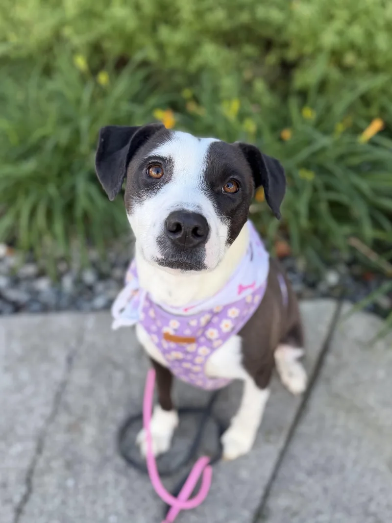 A young medium-sized female American Staffordshire Terrier dog named Munday for adoption in lynnwood , WA