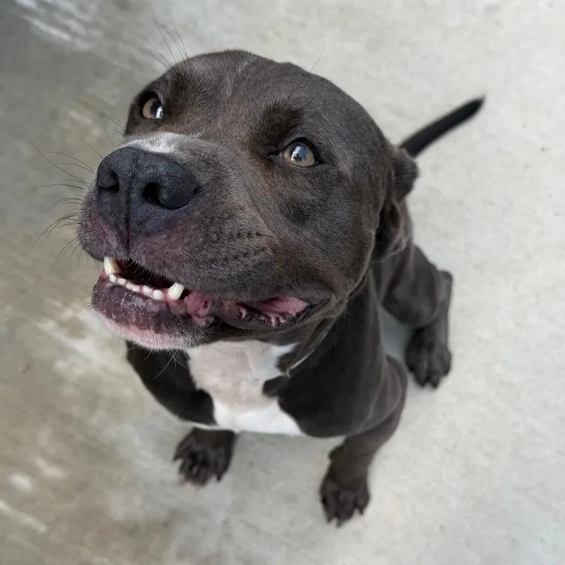 An adult large-sized male Pit Bull Terrier dog named Zachary for adoption in Birmingham, AL