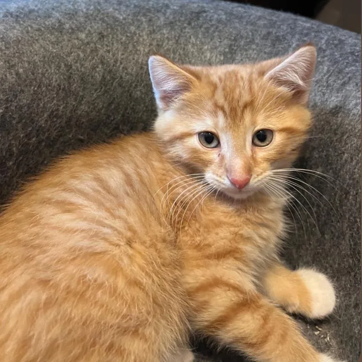 A baby small-sized male Orange / Red Domestic Short Hair cat named Scone for adoption in DeKalb, IL