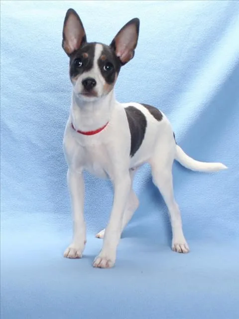 A baby small-sized male Rat Terrier dog named Little Rascal for adoption in Burbank, CA