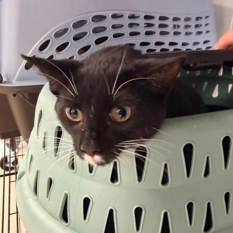An adult small-sized female Domestic Short Hair cat named Tuxedo for adoption in Indianapolis, IN