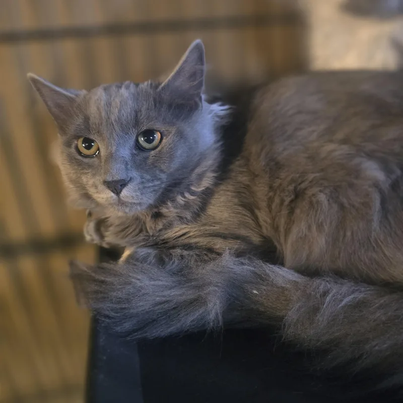 A baby large-sized male Gray / Blue / Silver Domestic Long Hair cat named "Ghost" The Sweetest Haunt for adoption in Elizabeth, PA