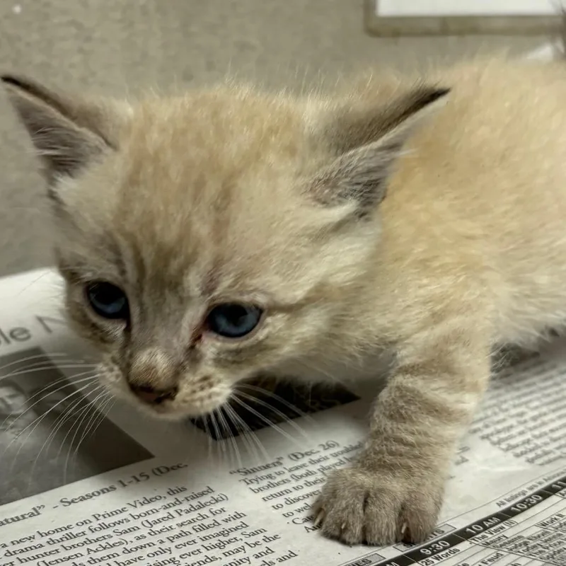 A baby small-sized male Buff / Tan / Fawn Domestic Short Hair cat named Mocha for adoption in Yuma, AZ