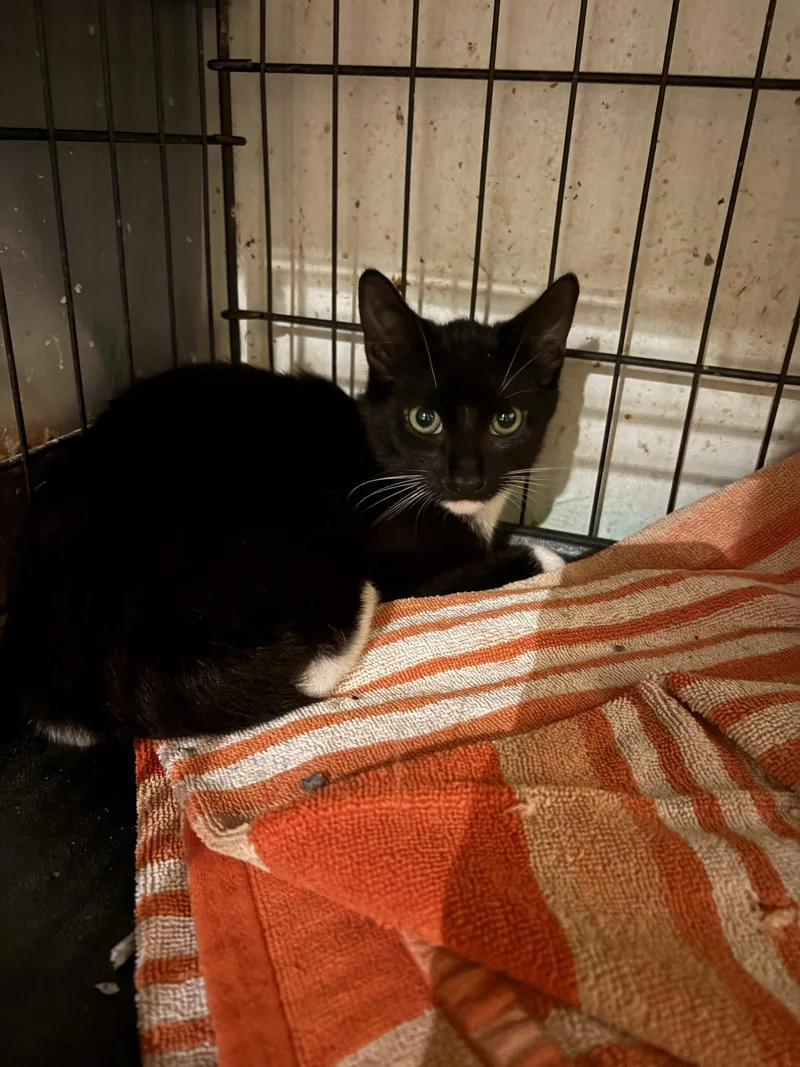 A young medium-sized male Domestic Short Hair cat named Mozzerella for adoption in Yardley, PA