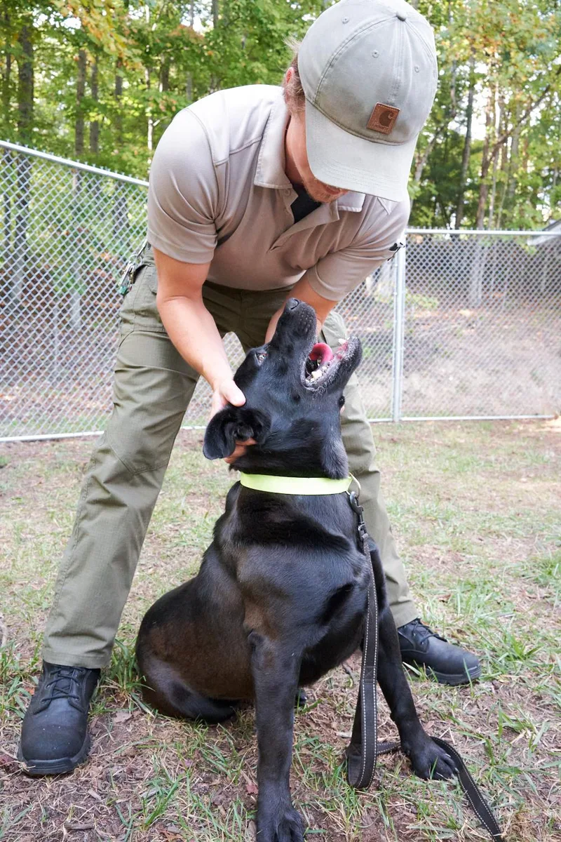 A young large-sized male Black Labrador Retriever dog named Lucky for adoption in Floyd, VA