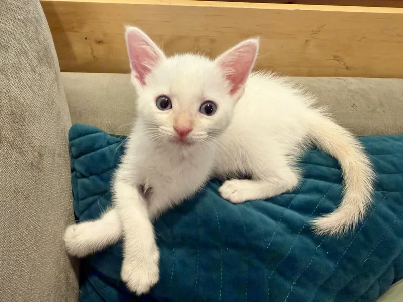 Pixiu