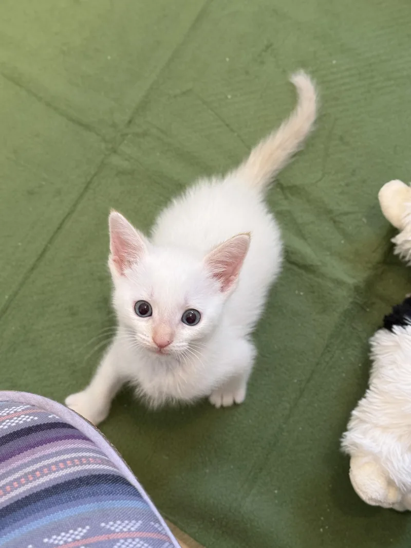 Pixiu thumbnail 2