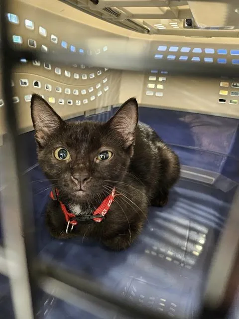 A baby small-sized female Domestic Short Hair cat named A for adoption in Palmetto, FL