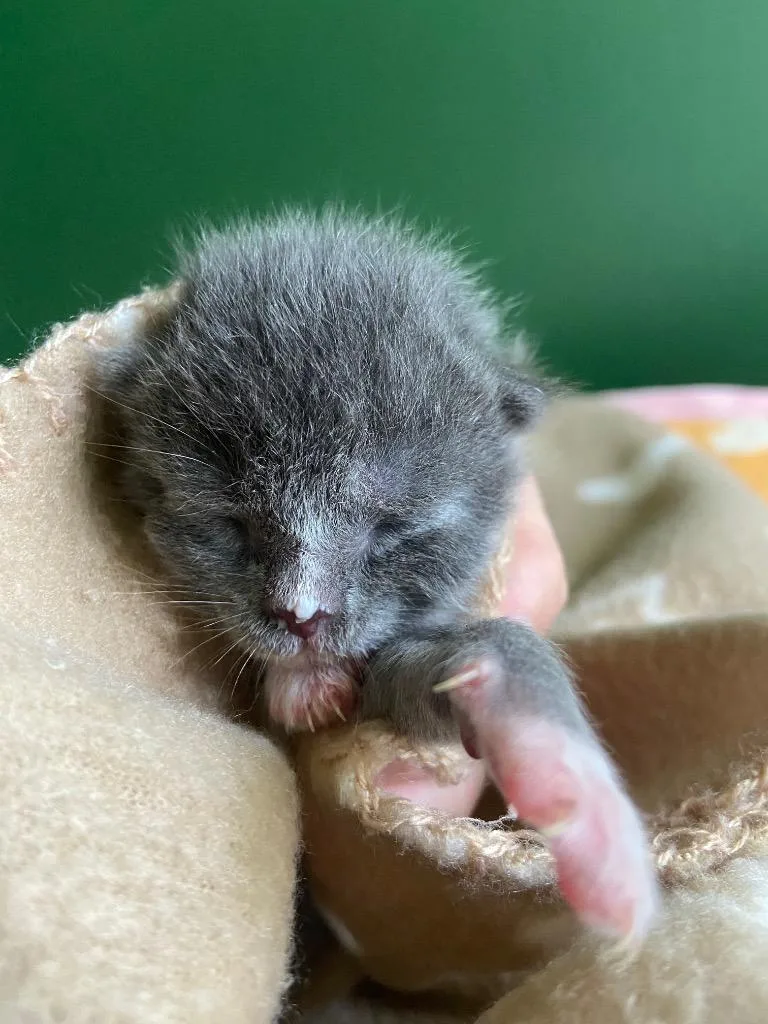 A baby small-sized male Domestic Short Hair cat named Noah for adoption in Leonardtown, MD