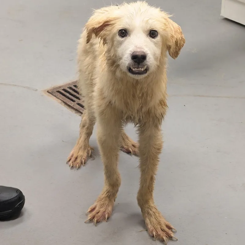 A young small-sized male White / Cream Mixed Breed dog named StrayMilgenRoad"PIMP" for adoption in Columbus, GA