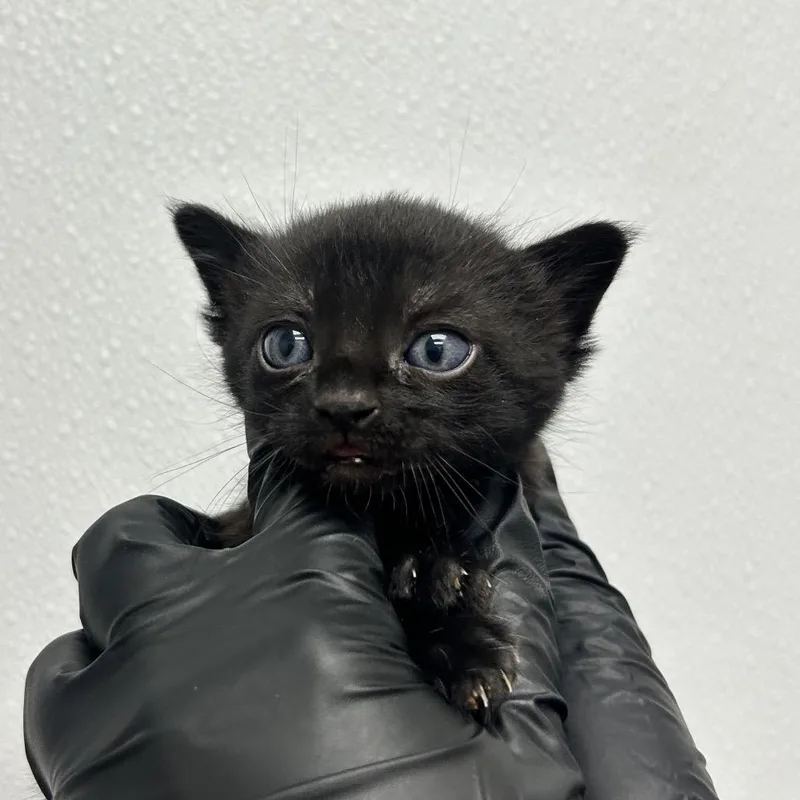 A baby small-sized male Black Domestic Short Hair cat named Jeffrey for adoption in Abilene, TX