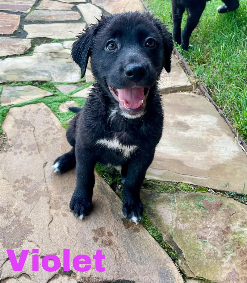 A baby medium-sized female Black Labrador Retriever dog named Violet for adoption in Albany, NY