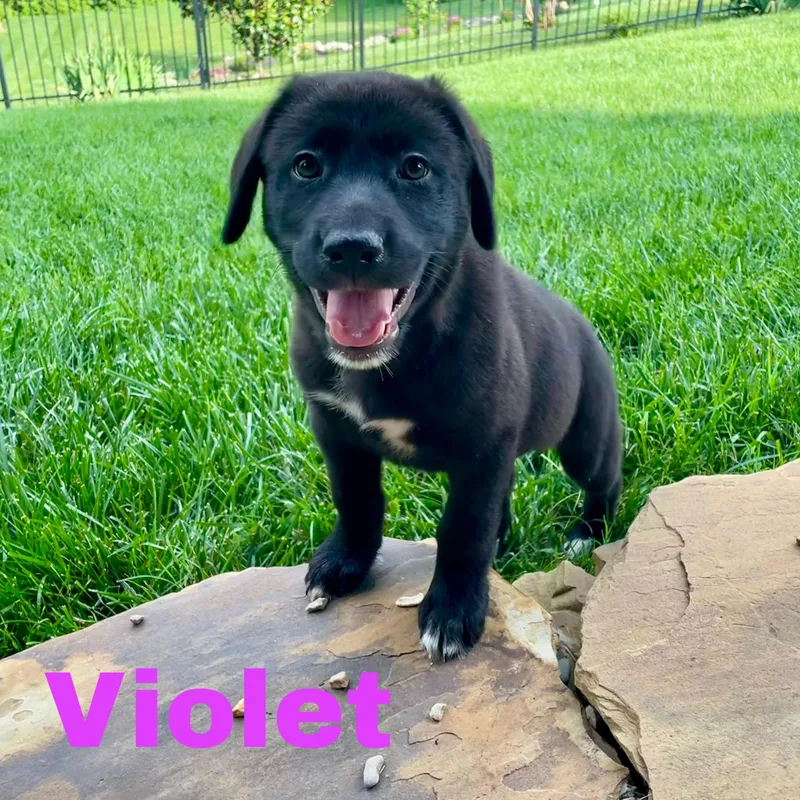 Violet thumbnail 3
