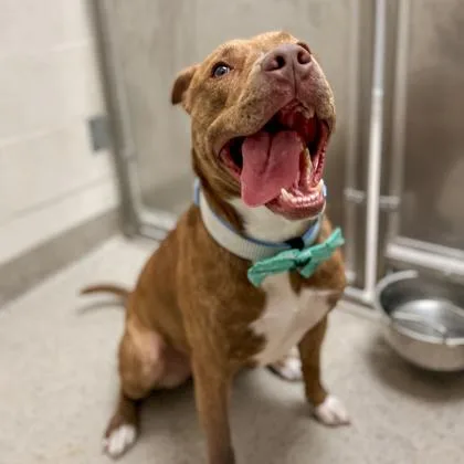 An adult large-sized male Pit Bull Terrier dog named Buddy Man for adoption in Fishers, IN