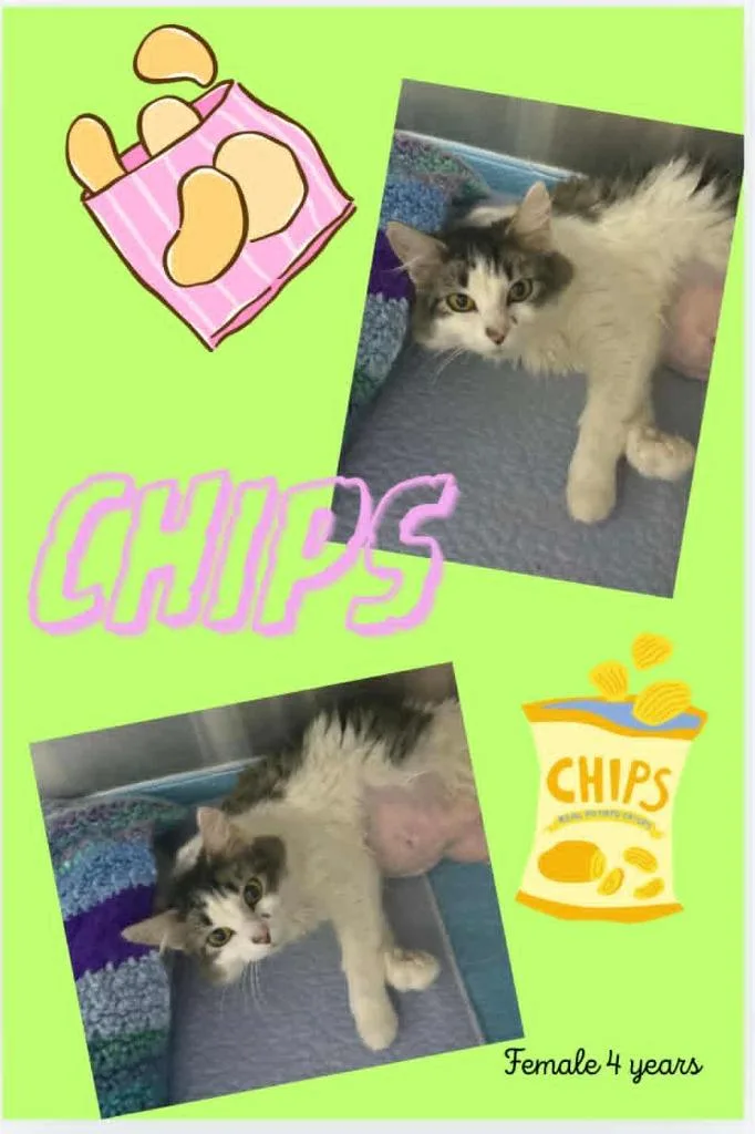Chips