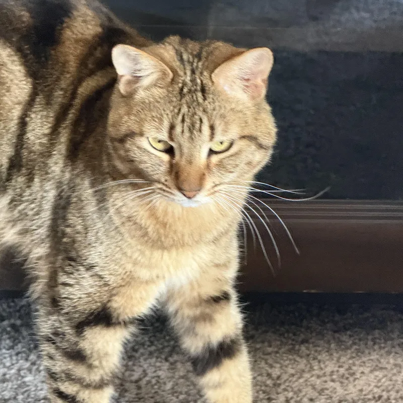 A baby medium-sized female Tabby (Brown / Chocolate) Domestic Short Hair cat named Allie for adoption in Las Vegas, NV