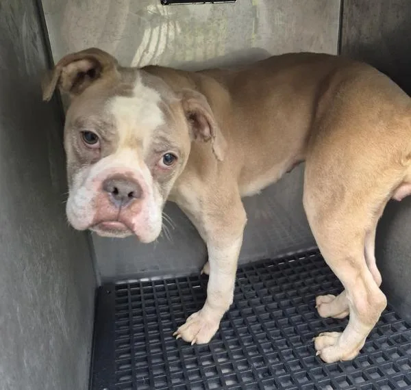 An adult medium-sized female Pit Bull Terrier dog named Vc Jewel for adoption in Lawrenceville, GA