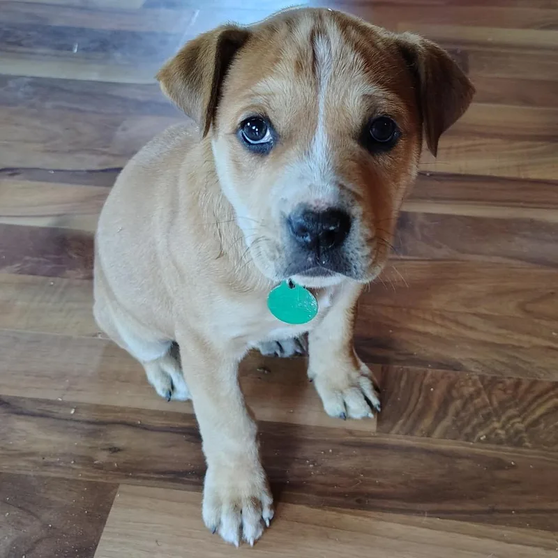 A baby small-sized female Yellow / Tan / Blond / Fawn Mixed Breed dog named Morel for adoption in Buffalo, MN