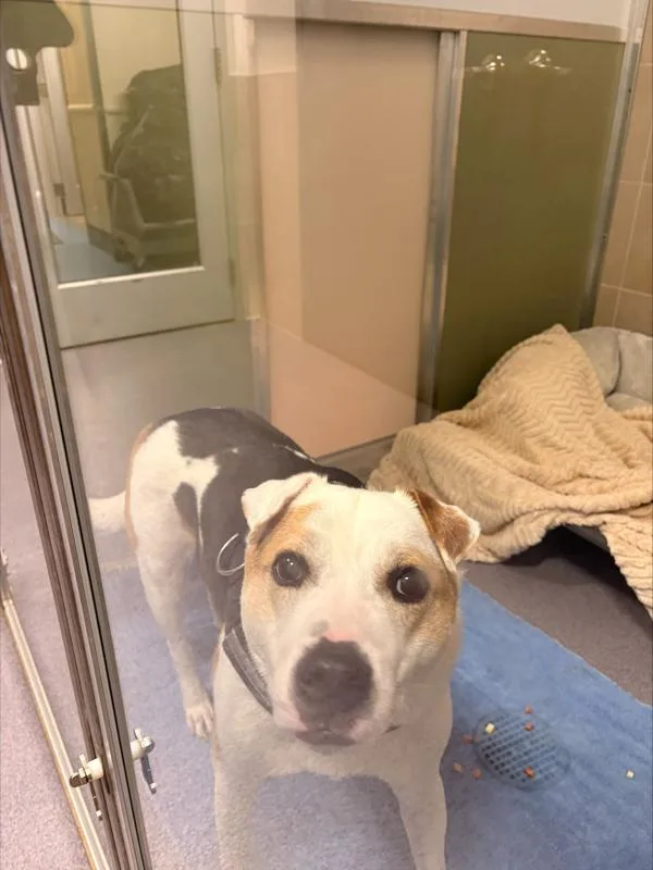 An adult medium-sized male Shar-Pei dog named Bane for adoption in Stratham, NH