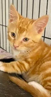 A young medium-sized male Orange & White American Shorthair cat named Bugsy for adoption in Fredericksburg, OH