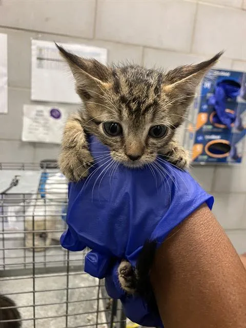 A baby small-sized male Domestic Short Hair cat named Lincoln for adoption in Dallas, TX