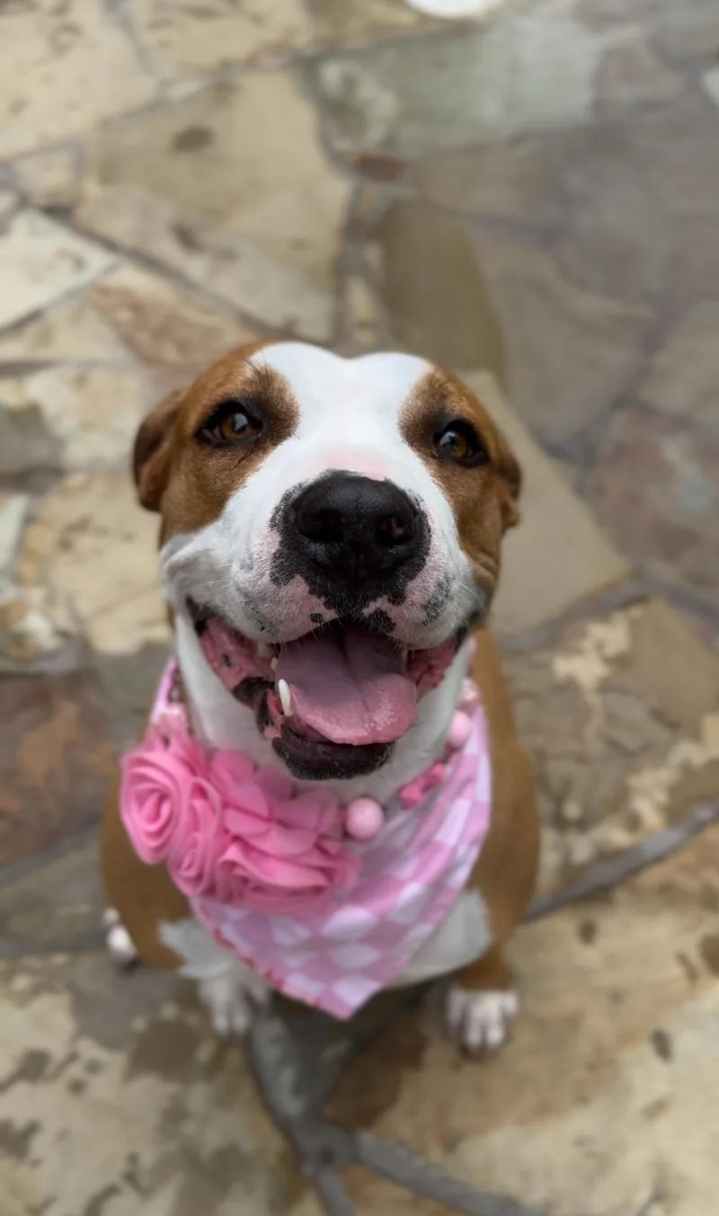 An adult medium-sized female Golden Boxer dog named Sasha le Posha. for adoption in Houston, TX