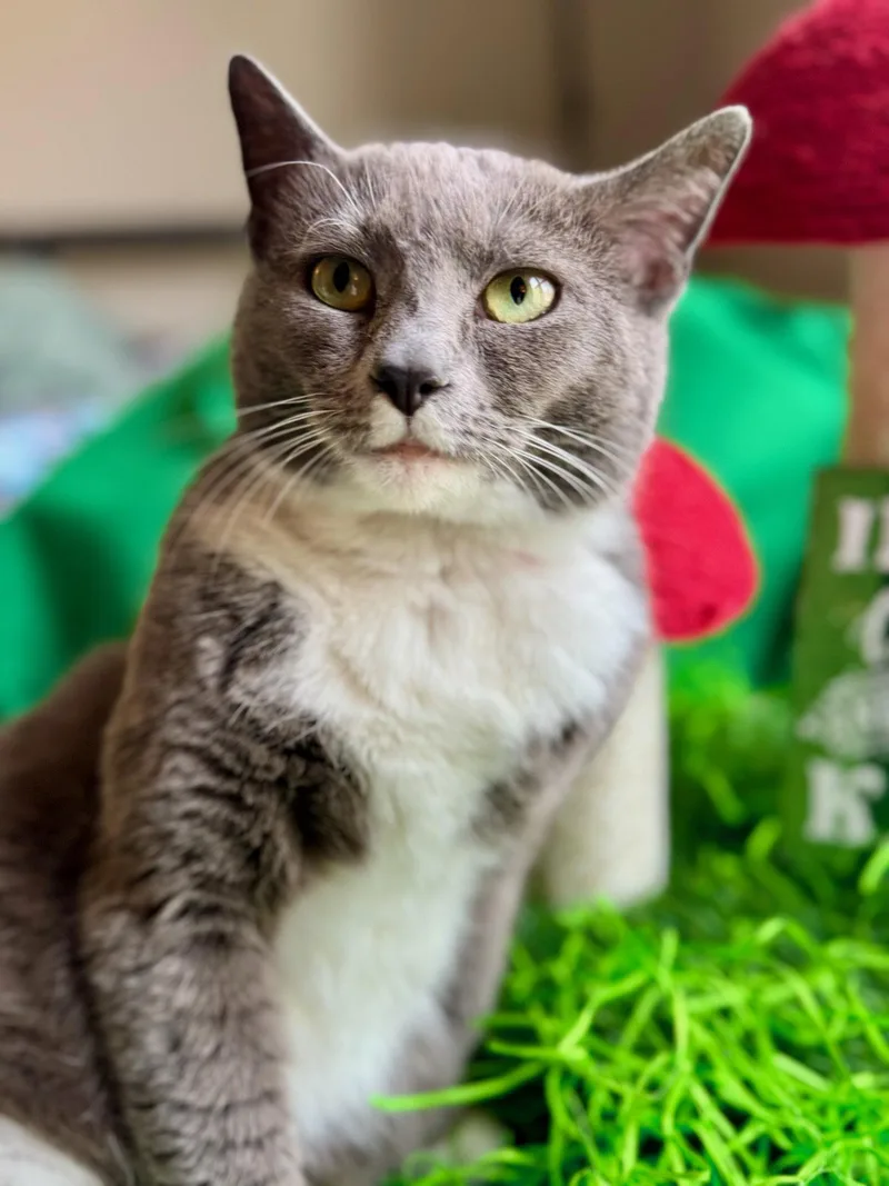 An adult medium-sized female Gray & White Domestic Short Hair cat named Bridget for adoption in Herndon, VA