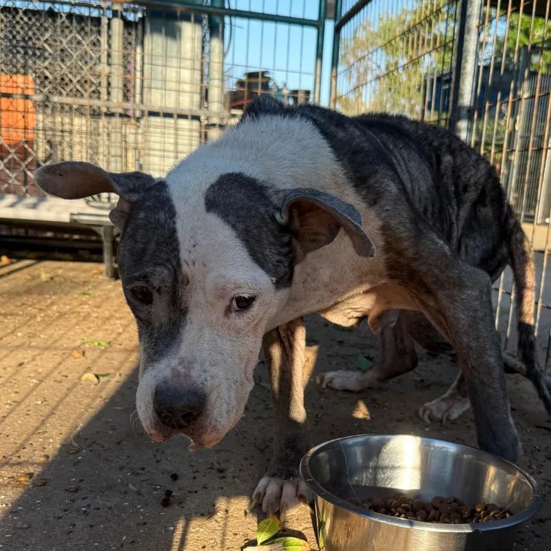 An adult medium-sized female Mixed Breed dog named Queen for adoption in Lake Jackson, TX