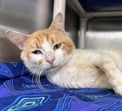 An adult medium-sized male Domestic Short Hair cat named Salmon for adoption in Athens, GA