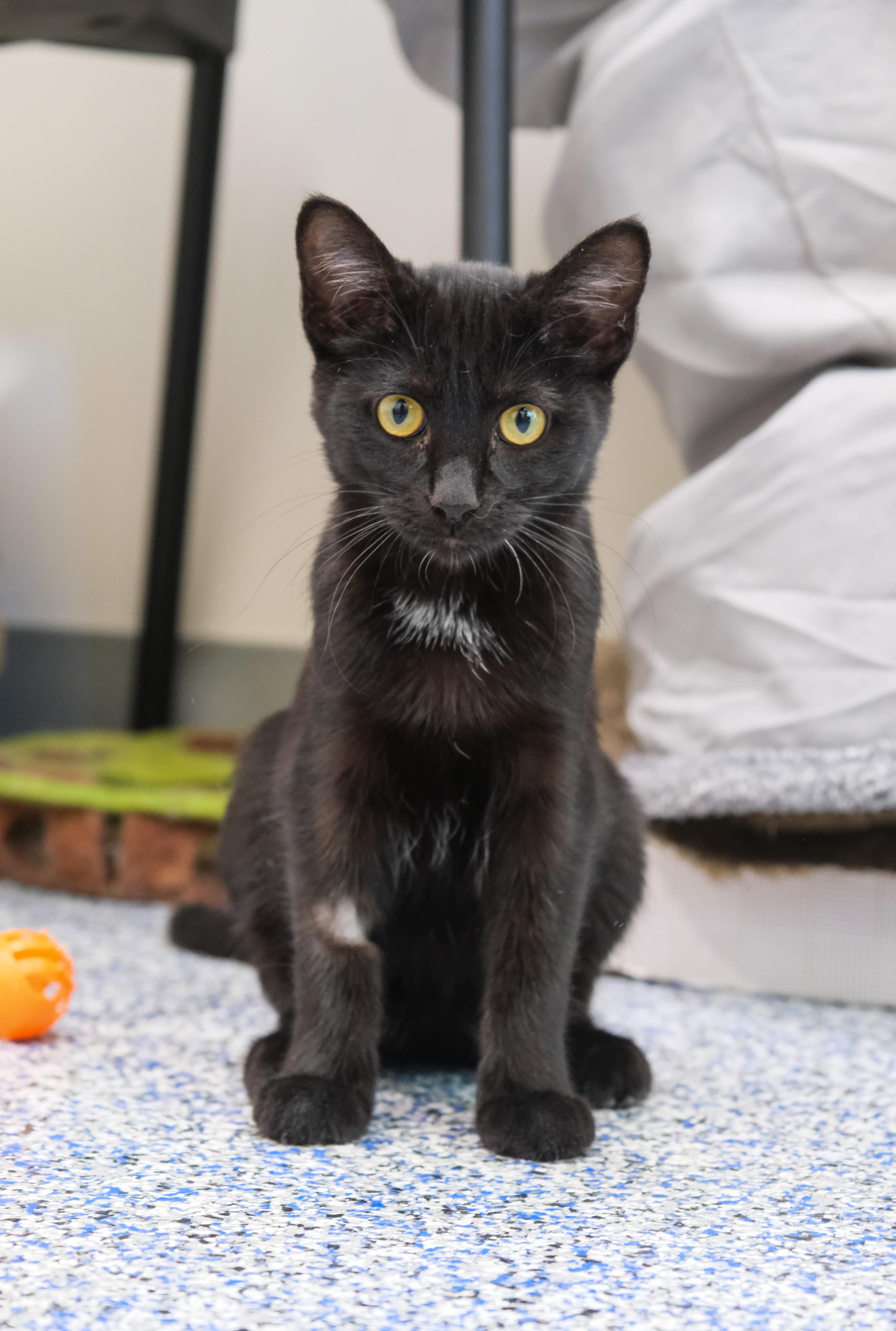 Licorice thumbnail 2