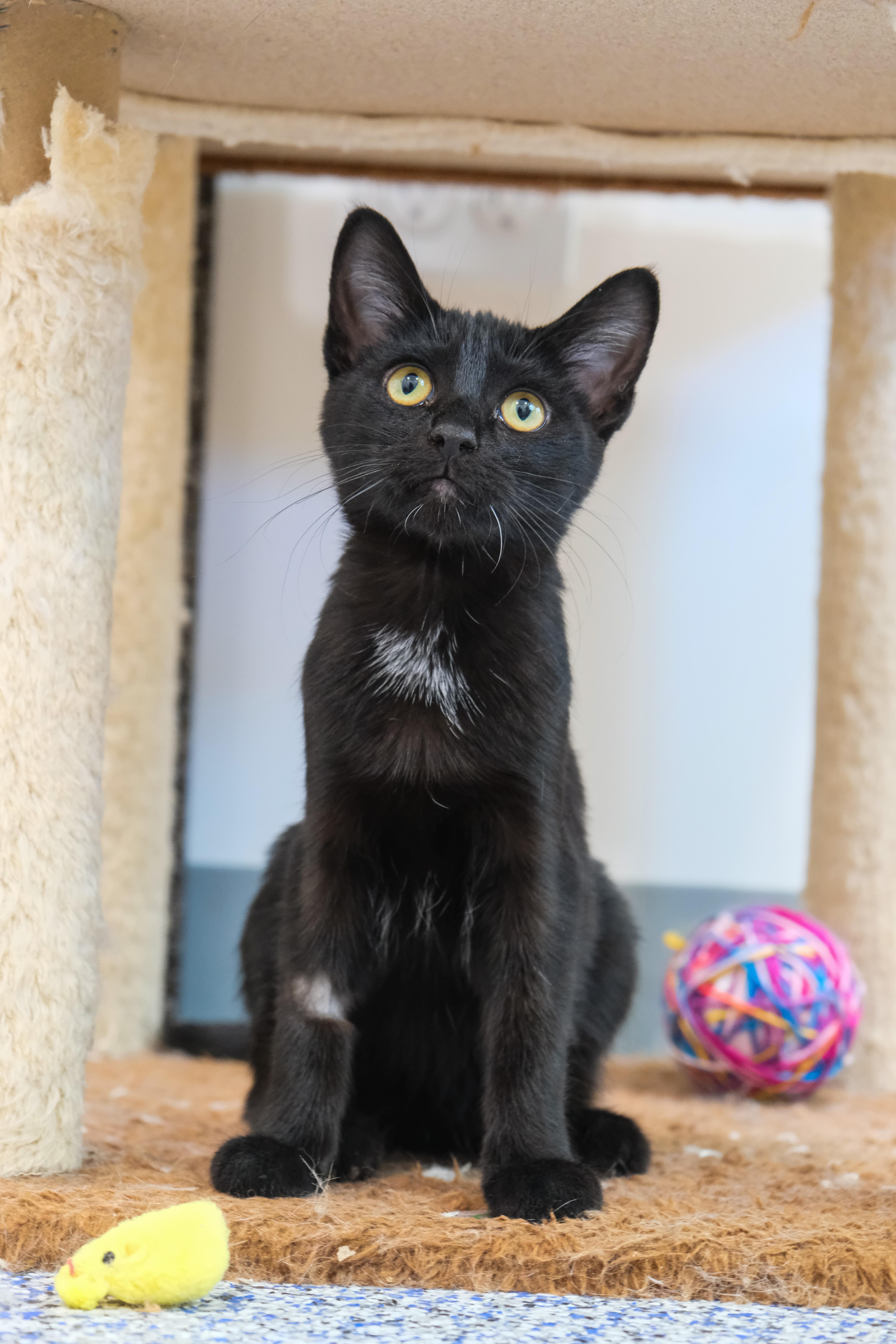 A baby small-sized female Black Domestic Short Hair cat named Licorice for adoption in Newport Beach, CA