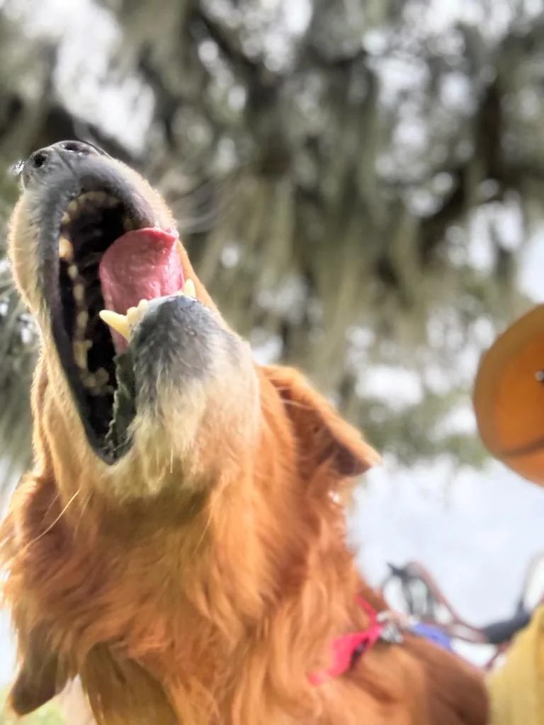 An adult medium-sized male Golden Retriever dog named Finley for adoption in New Orleans, LA
