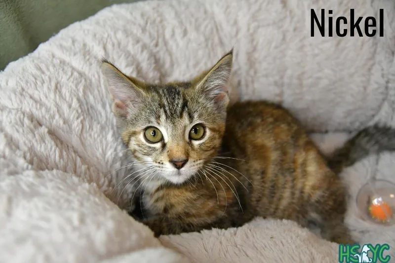 A baby medium-sized female Domestic Short Hair cat named Nickel for adoption in Fort Mill, SC