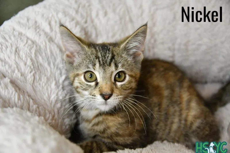 Nickel thumbnail 2