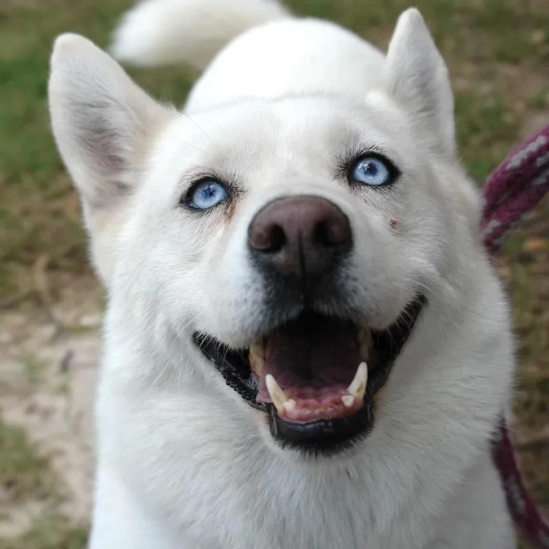 An adult medium-sized female Black Husky dog named Bonita for adoption in Bryan, TX
