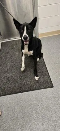 An adult large-sized male McNab dog named Ralphie for adoption in Daphne, AL