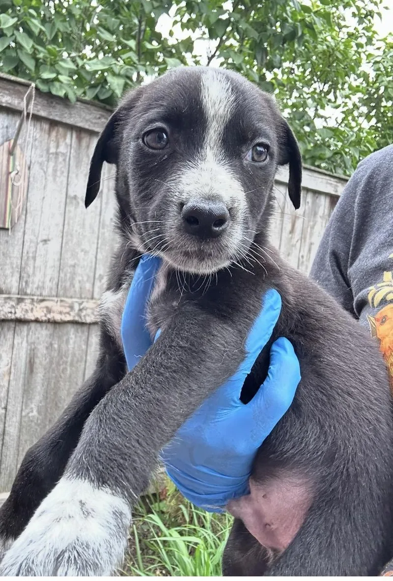A baby medium-sized male Black Australian Shepherd dog named Babolet for adoption in Wonder Lake, IL