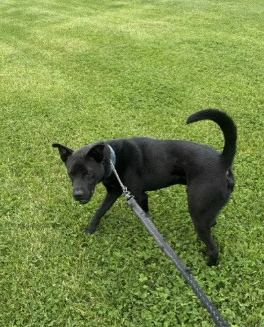 An adult medium-sized male Pit Bull Terrier dog named Knight for adoption in Williamsburg, IA