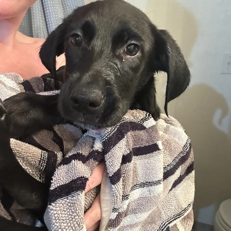 A baby small-sized female Black Mixed Breed dog named Alakazam for adoption in Buffalo, MN