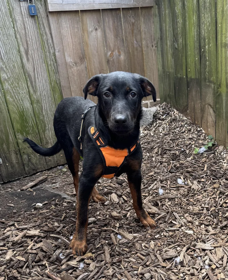 A baby medium-sized female Shepherd dog named Tanie for adoption in Ellicott City, MD