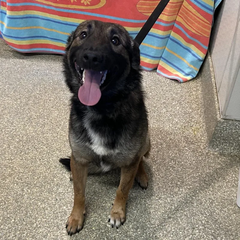 A young medium-sized male Black Shepherd dog named IVHSStray for adoption in San Gabriel, CA
