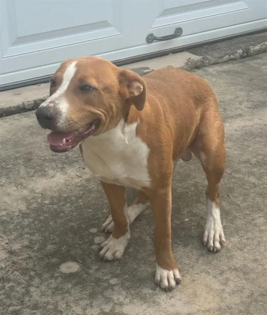 A young medium-sized male American Staffordshire Terrier dog named Haps for adoption in San Antonio, TX