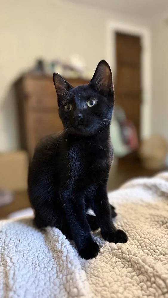 A baby small-sized male Black Domestic Short Hair cat named Leroy for adoption in Ferndale, MI