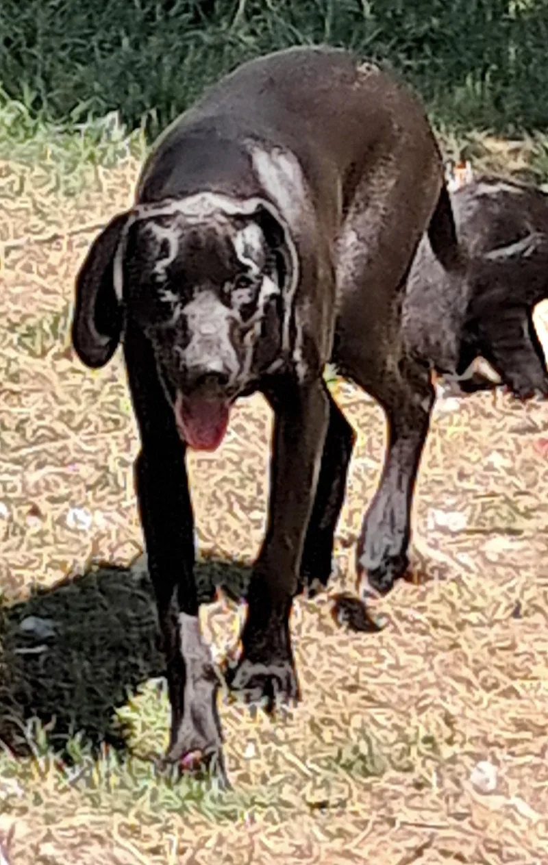 An adult large-sized female Hound dog named Blanche for adoption in Manchester, CT