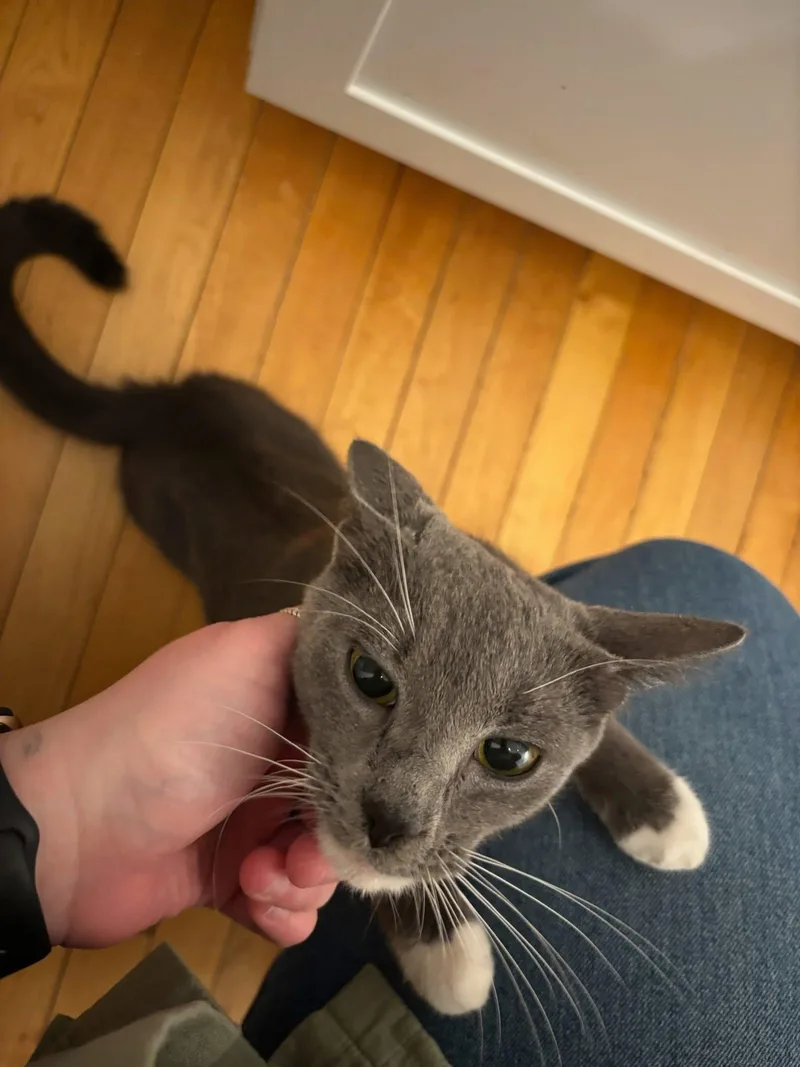 A young small-sized female Gray & White Domestic Short Hair cat named Penelope for adoption in Canton, MA