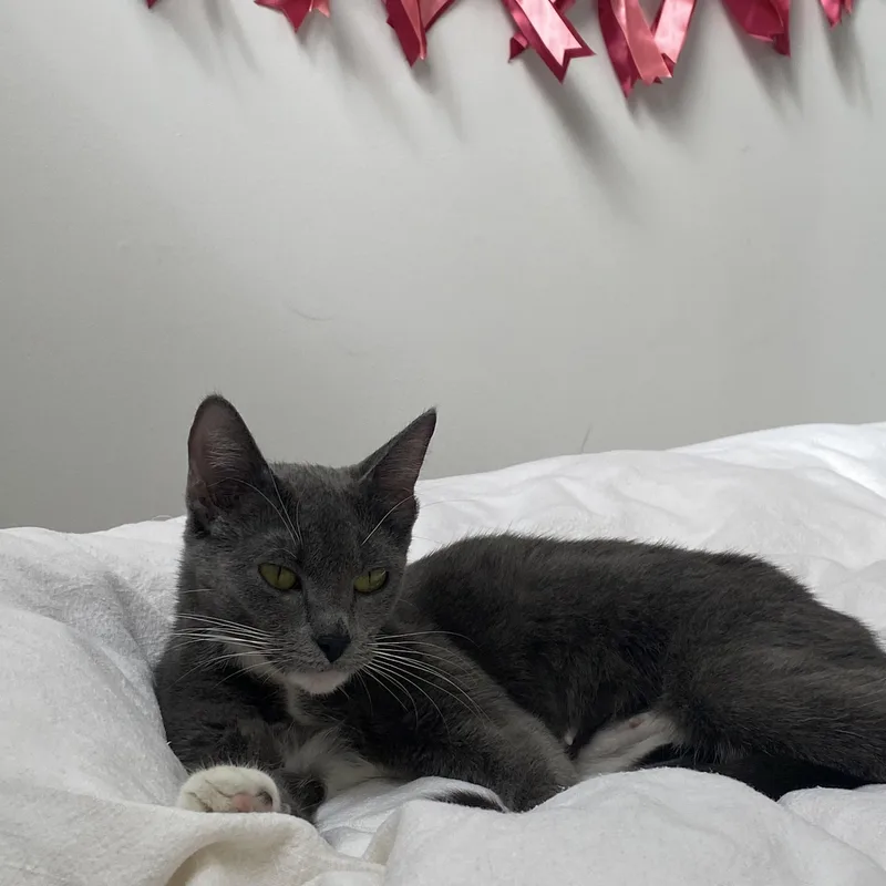 Penelope thumbnail 2