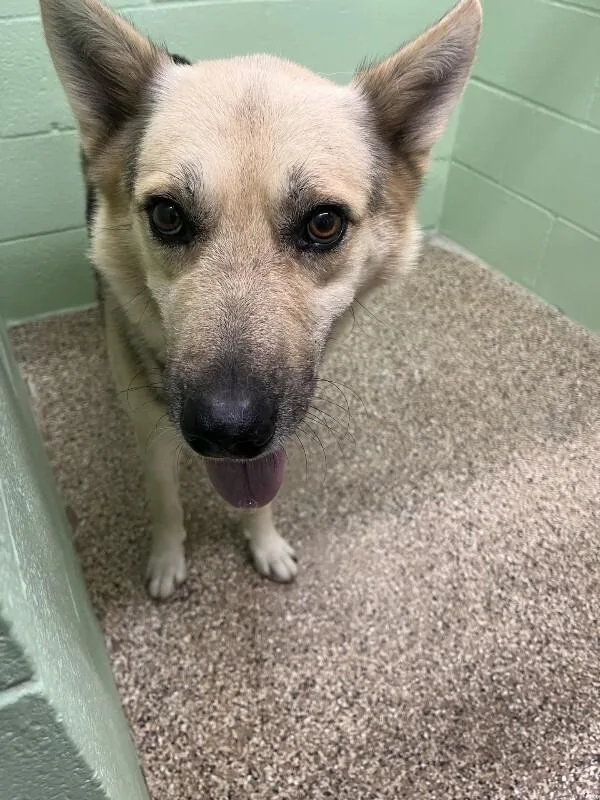An adult medium-sized male Yellow / Tan / Blond / Fawn German Shepherd Dog dog named Naruto Uzumaki for adoption in Katy, TX