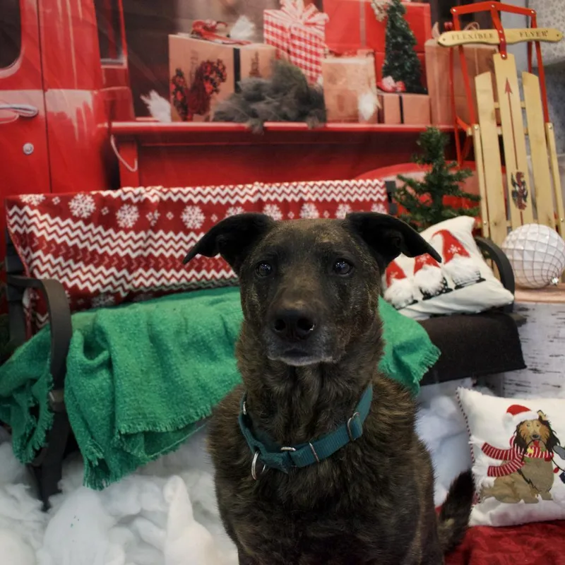 A senior large-sized female Mixed Breed dog named Riley for adoption in Westhampton, NY